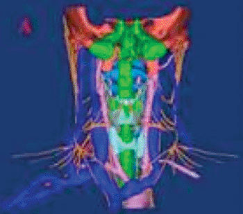 Image: Three-dimensional digital visualization model of the cervical plexus, vagus nerve, superior laryngeal nerve, recurrent laryngeal nerve, thyroid gland, carotid artery, jugular vein, superior thyroid artery, and the inferior thyroid artery (anterior view) (Photo courtesy of Neural Regeneration Research).